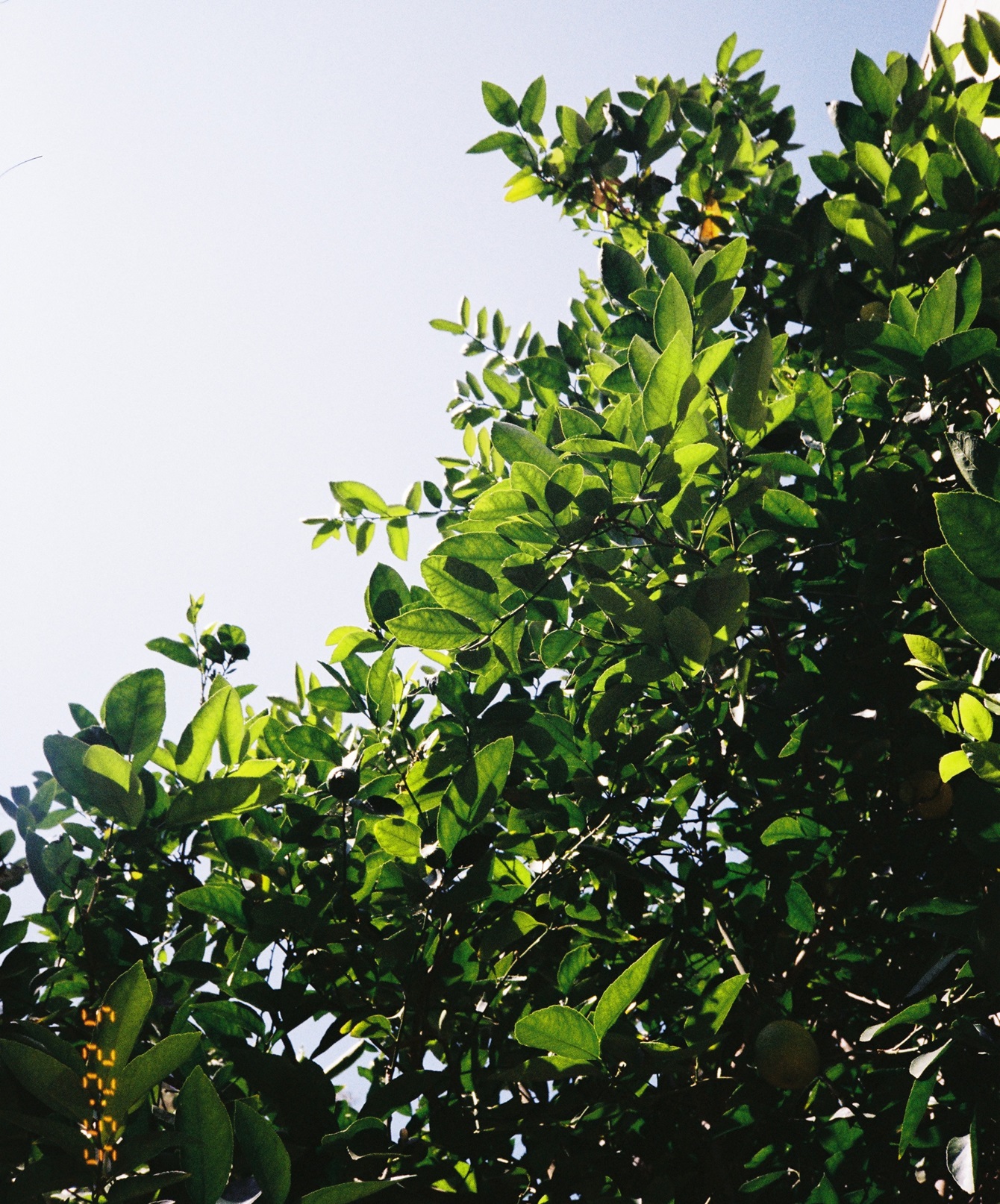 Foliage